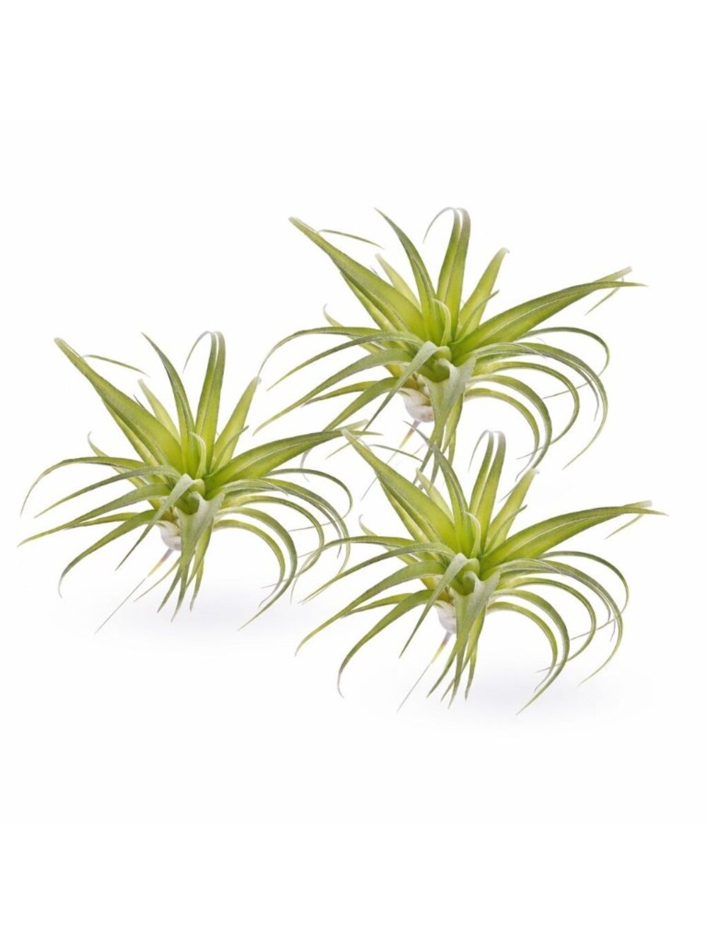 Artificial Air Plant Set of 3 Real Touch Faux Tillandsia Plants Small Faux Air P